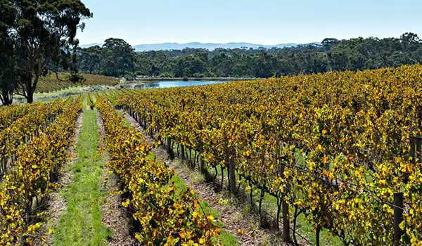 Qantas and Rockpool celebrate 20 years of scrumptious success in the sky 7 Grossett Wines, Clare Valley, Australia