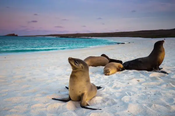 YOUR ULTIMATE GUIDE TO SEEING SOUTH AMERICA'S BIG 5 20 shutterstock_331851779