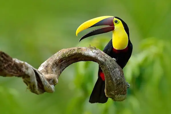 YOUR ULTIMATE GUIDE TO SEEING SOUTH AMERICA'S BIG 5 21 shutterstock_547095919