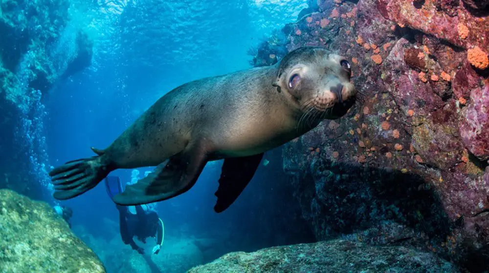 See South America's Big 5 in the most extraordinary ways – hang glide, helicopter...