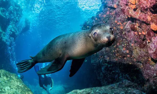 See South America's Big 5 in the most extraordinary ways – hang glide, helicopter... 20 Galapagos South America's Chimu Adventures