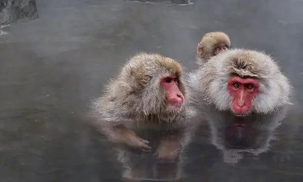 Intrepid Travel Japan Nagano