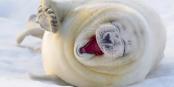 laughingseal