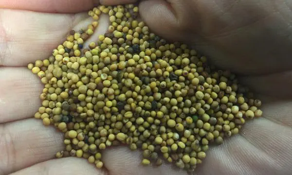 Qantas replaces fuel with mustard seed on flights to L.A. (yes, mustard seed) 8 seed