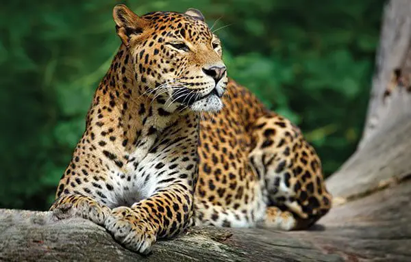 Top 10 places to visit in Sri Lanka & India 38 yala