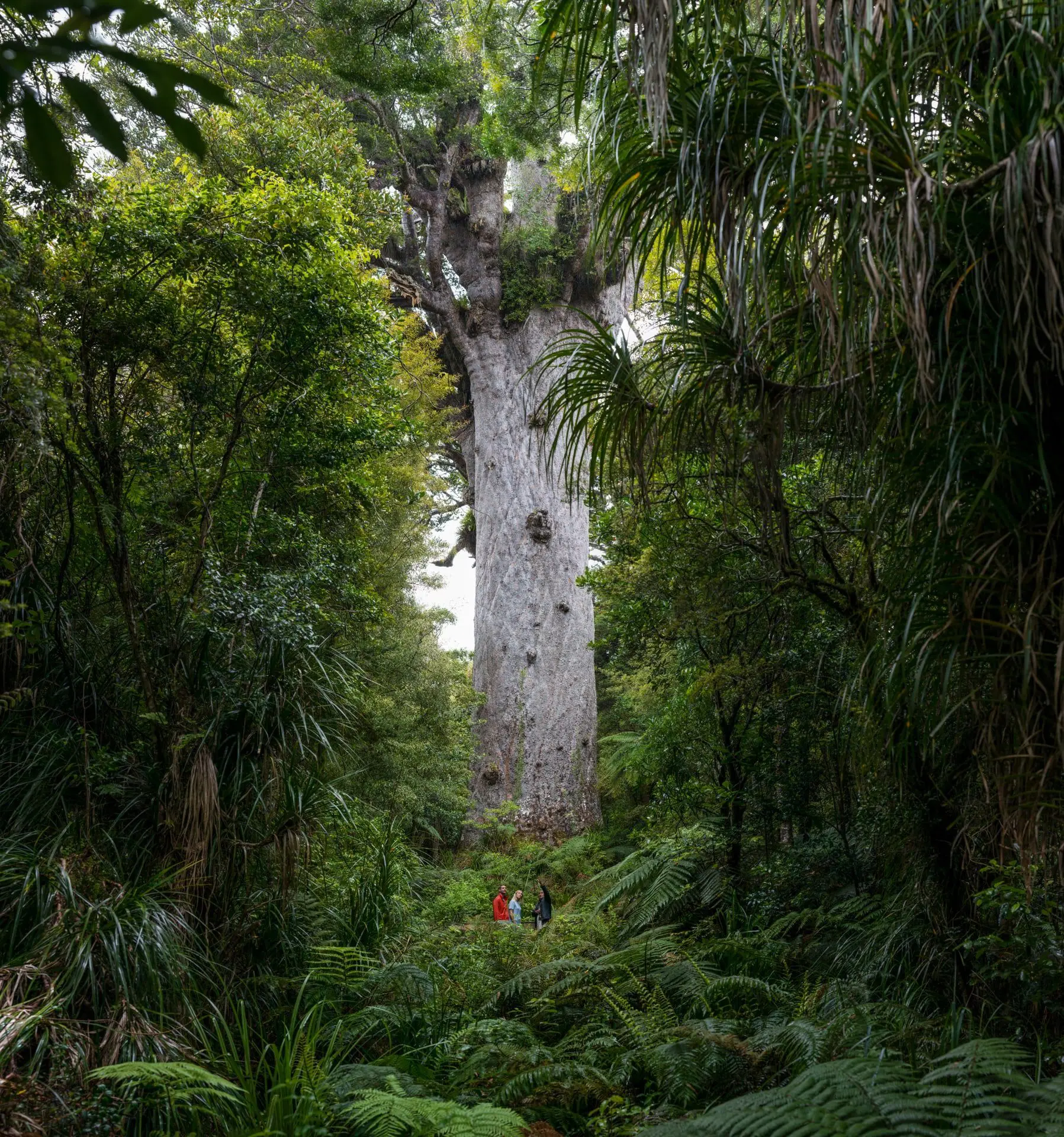 Don't tick New Zealand off the bucket list! You forgot to visit these two regions 12 1-Waipoua-Forest-Northland-Alistair-Guthrie (1)