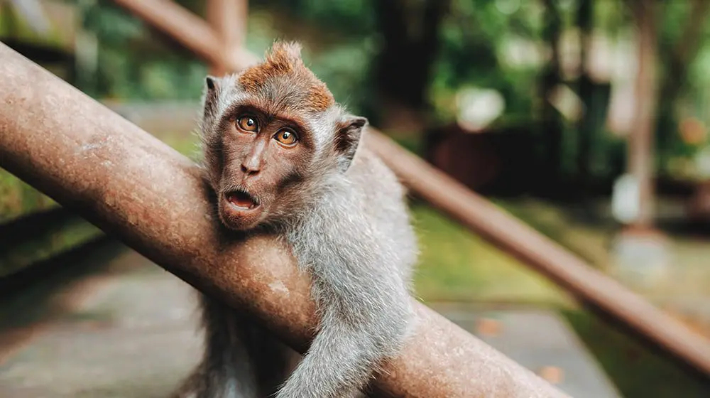 Still deciding where to travel this Christmas? Maybe Bali is the answer