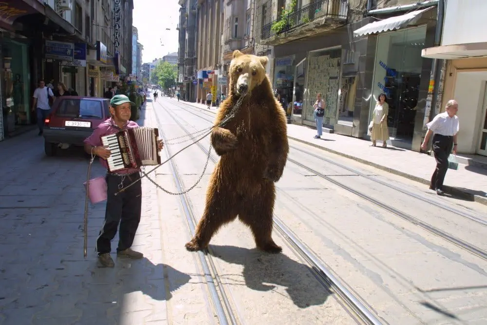 Never seen a bear dance? Hopefully you never will