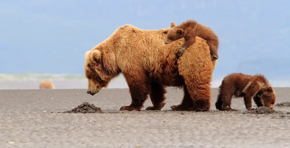 Love wildlife and travel? Then this one's for you