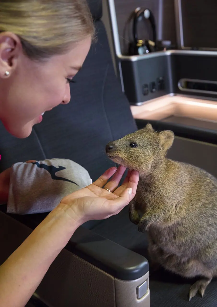 Qantas' third 787 represents the cutest part of Western Australia 8 Quokka-1