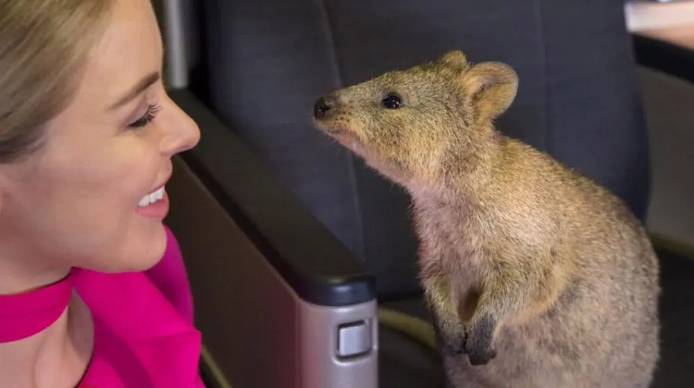 Qantas' third 787 represents the cutest part of Western Australia