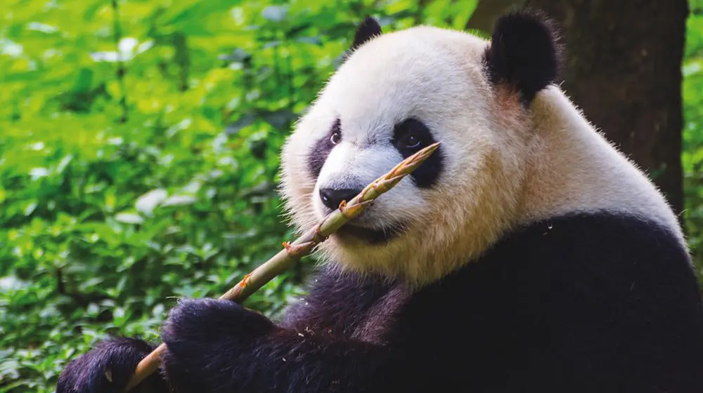 AGENTS RATES: Take yourself on a self-famil in Asia from $550