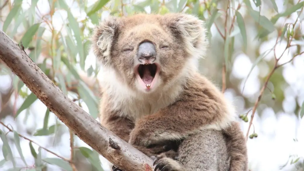 Yawning Koala Australia.com KarryOn