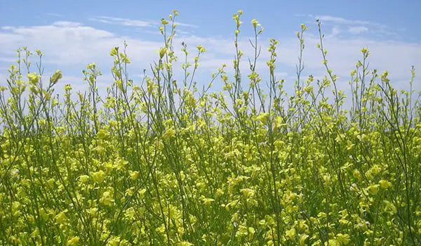 World’s first biofuel Dreamliner flight takes off from LAX-MEL 5 mustardseed-qantas-biofuel2