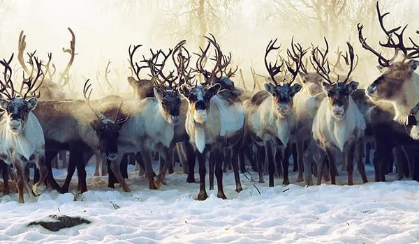 The Ghan launch 3-hour ‘Slow TV' Program on SBS with no music or talking 5 Norway's Reindeer Migration was a Social media hit