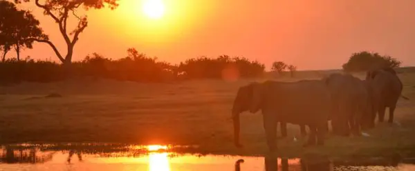 Animal encounters of a unique kind in Botswana, Zambia & Zimbabwe 17 screen-shot-2018-01-24-at-9-55(2)