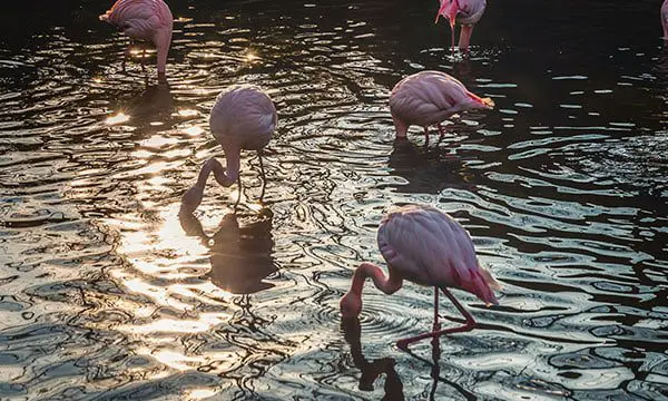 FLAMINGOS1