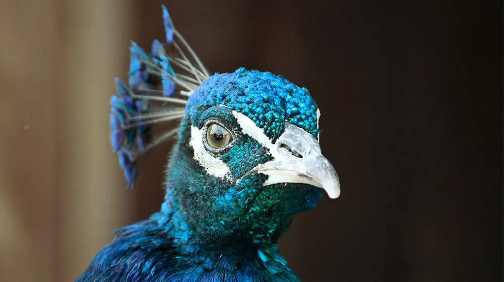 Emotional support peacock denied boarding