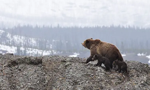 #travelforlife: Neil Rodgers MD, Adventure World 12 bear