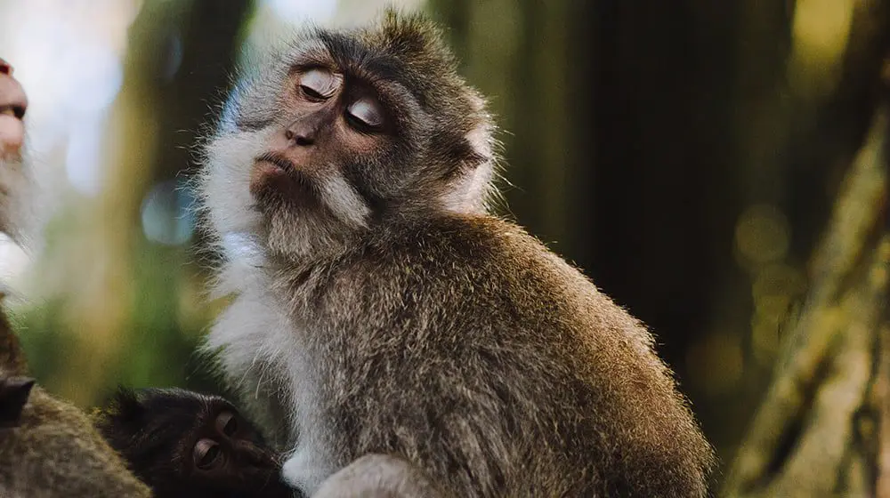 Australian tourists are still OBSESSED with Bali, it's borderline unhealthy