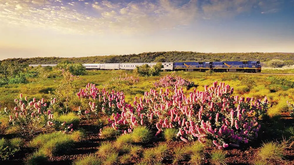 Blooming brilliant! Journey Beyond & tourism partners to plant Australian inspiration at 2026 Chelsea Flower Show in London 3 Journey Beyond's Indian Pacific train passes wildflowers.