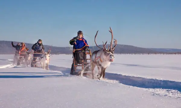 WHY NOT? Go Reindeer herding in Northern Sweden 10 riding