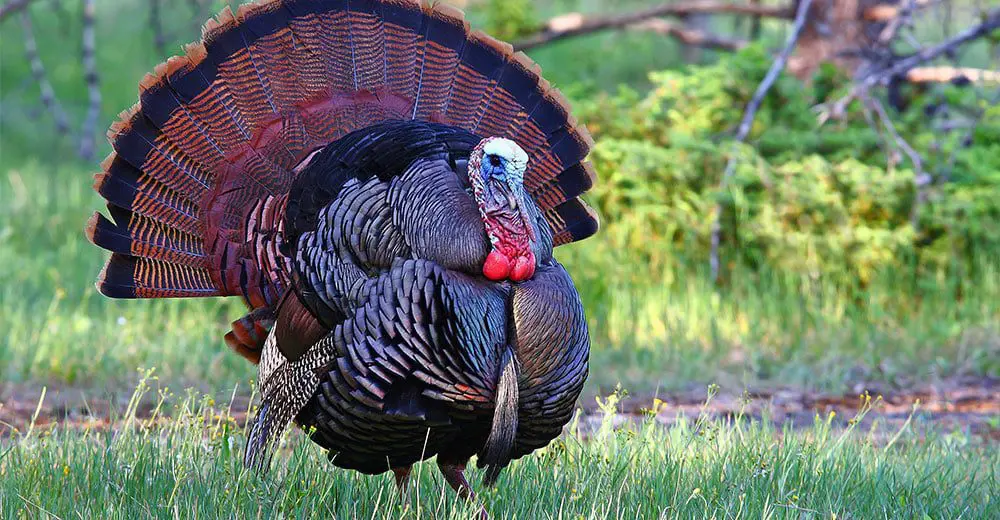 #COMEDY: Aussie travel agency to roll out emotional support turkeys nationwide