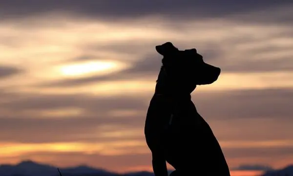 FLYING ANIMALS: Better inflight treatment ahead after dog suffocates 4 Image: Yuki Dog/Unsplash