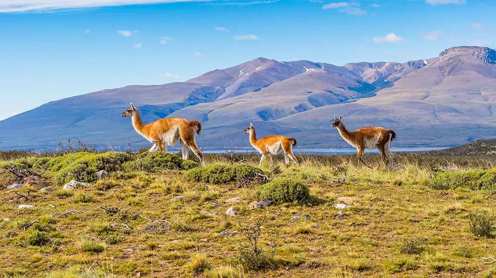 Finding your niche: Ethical and unique travel experiences with Chimu Adventures