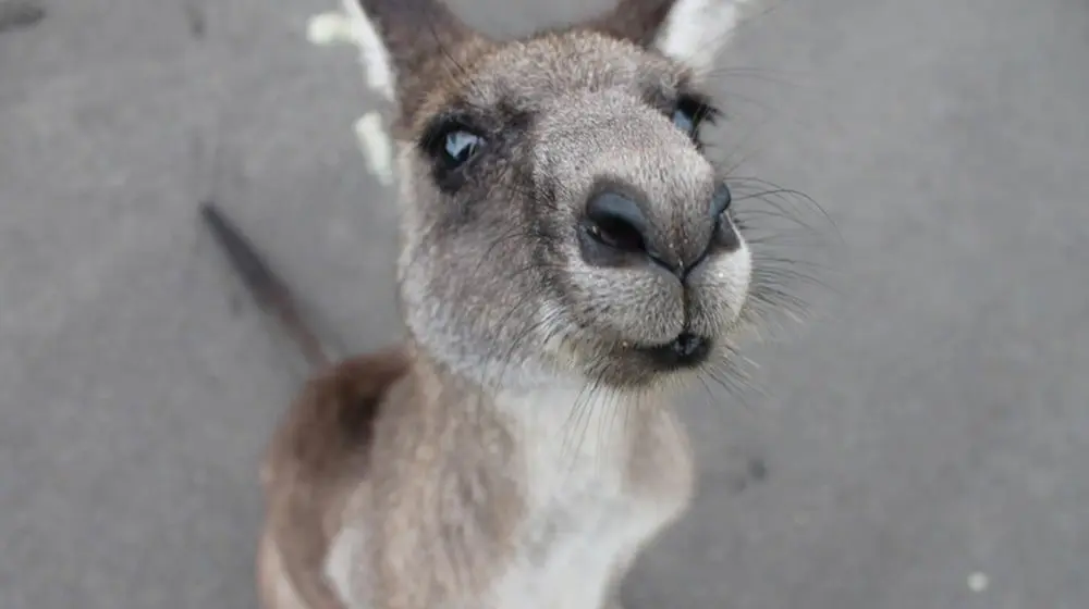 TERRIBLE tourists stone a caged kangaroo to death