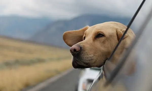 FLYING ANIMALS: Better inflight treatment ahead after dog suffocates 5 dog travel 2