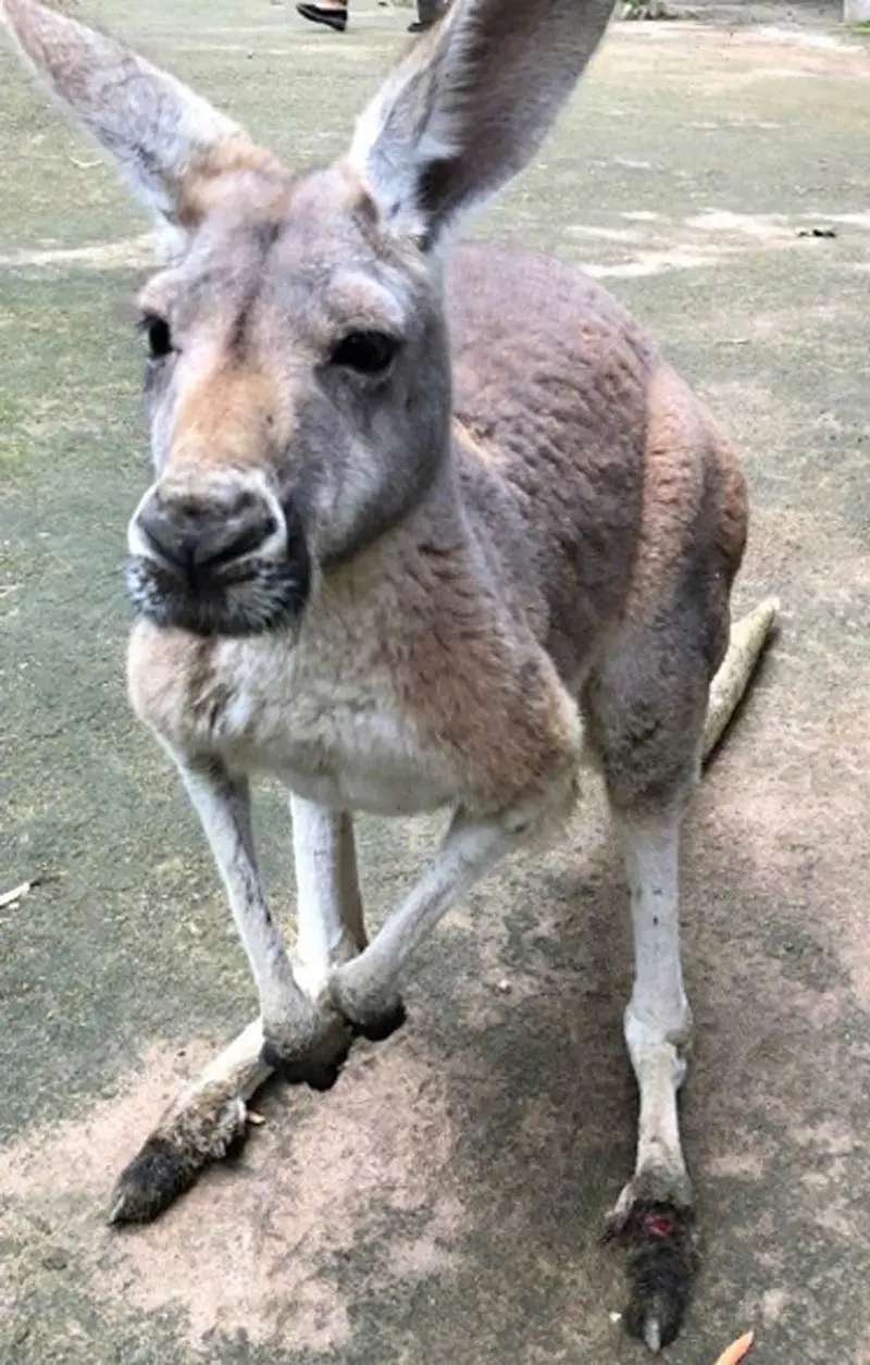 TERRIBLE tourists stone a caged kangaroo to death 1 Image: 9news.com.au