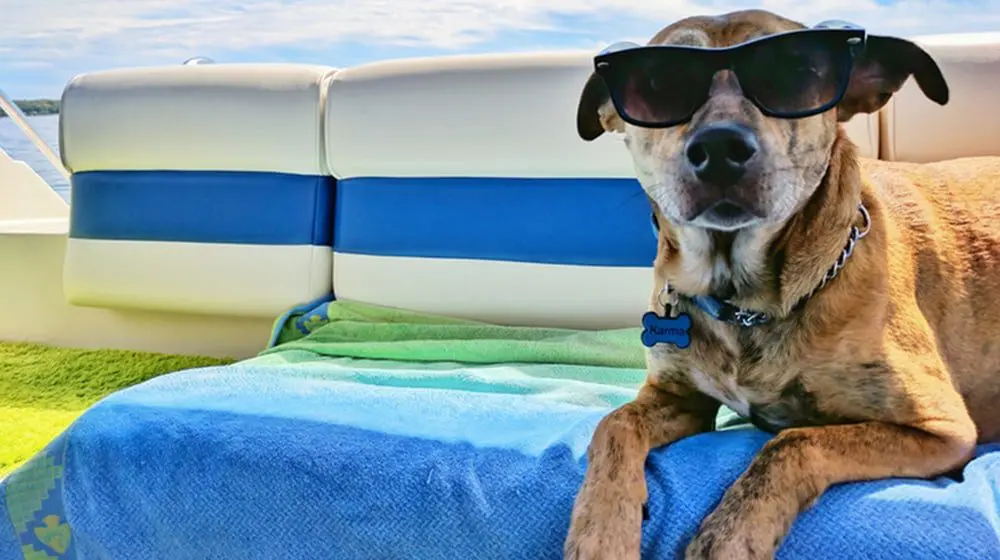 FLYING ANIMALS: Better inflight treatment ahead after dog suffocates
