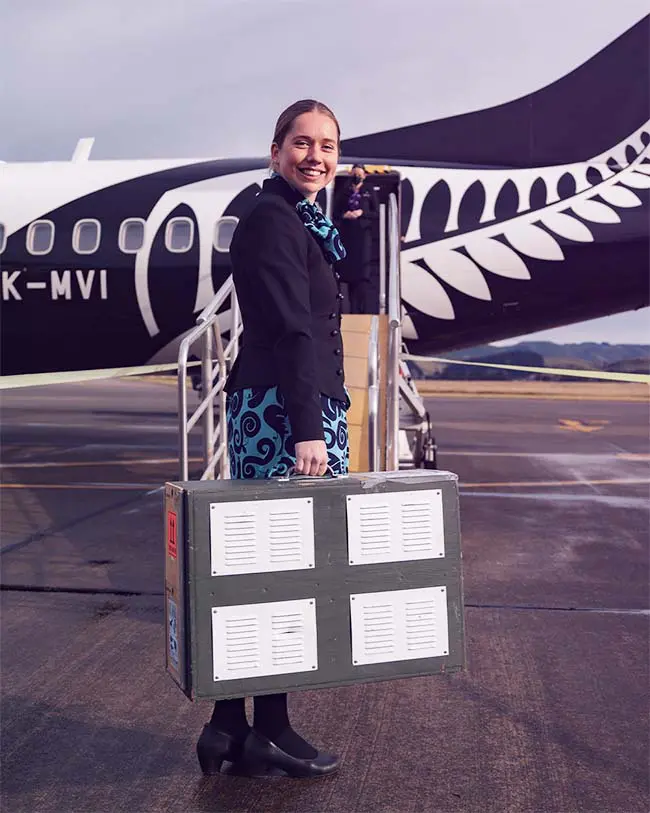 Birds of a feather: Air NZ lends a wing to endangered shore plovers 2 Air NZ Annalise Michie helps with relocation