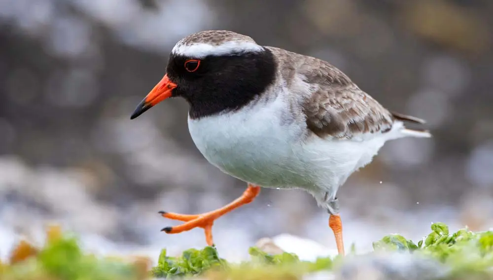 Birds of a feather: Air NZ lends a wing to endangered shore plovers 1 NZshore plover shutterstock 1604617477