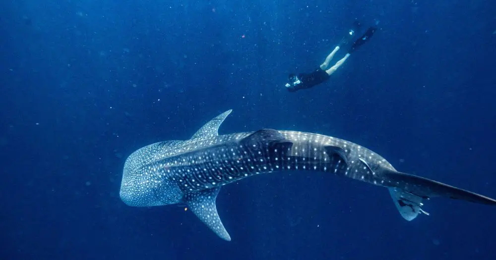 Aman launches first-of-its-kind underwater wellness experience