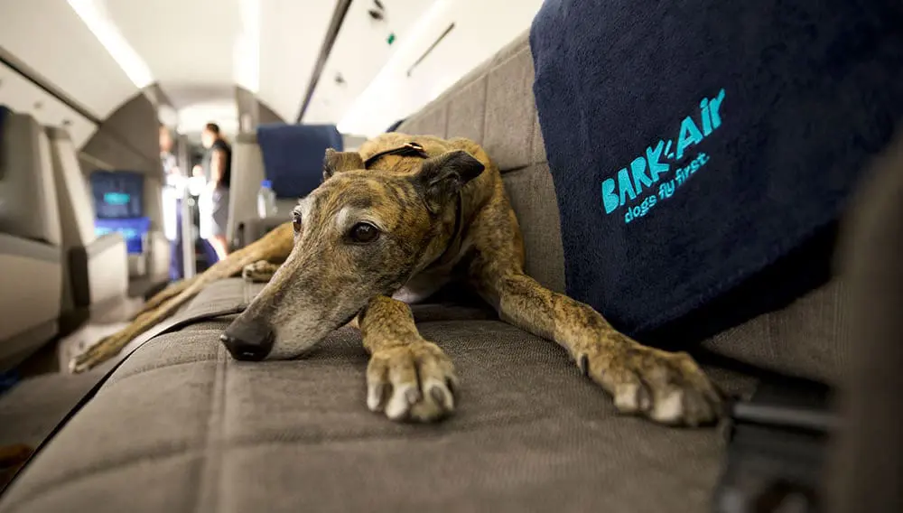Bark Air dog on seat