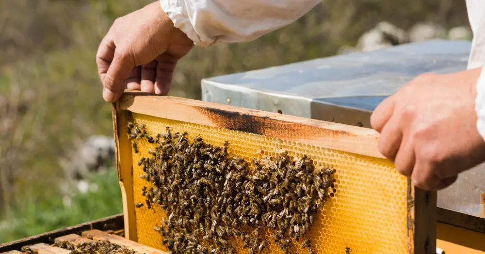InterContinental Fiji Golf Resort & Spa proves it's ‘queen bee’ with new regenerative initiative