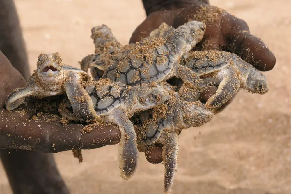 Indigenous rangers protect turtles on Dhimurru Indigenous Protected Area, NT. ©Country Needs People