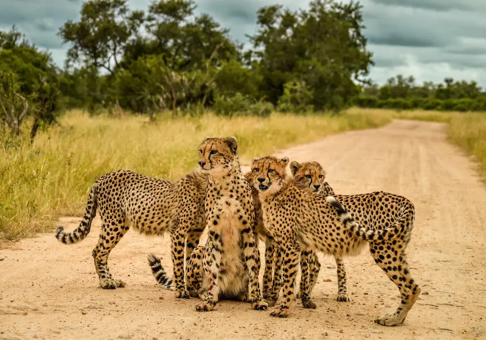 “We have the most aggressive offer”: Titan Travel CEO John Constable interview 2 Titan Travel is seeing a lot of interest in its South Africa trips.