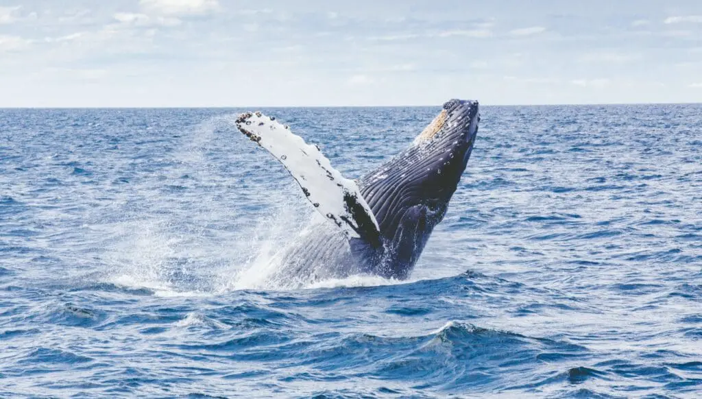 Save up to $6k on HX all-inclusive Arctic Adventures 1 HX