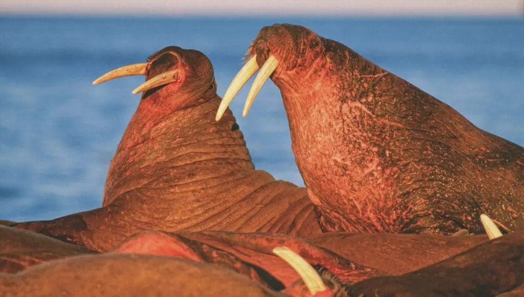 Save up to $6k on HX all-inclusive Arctic Adventures 2 HX