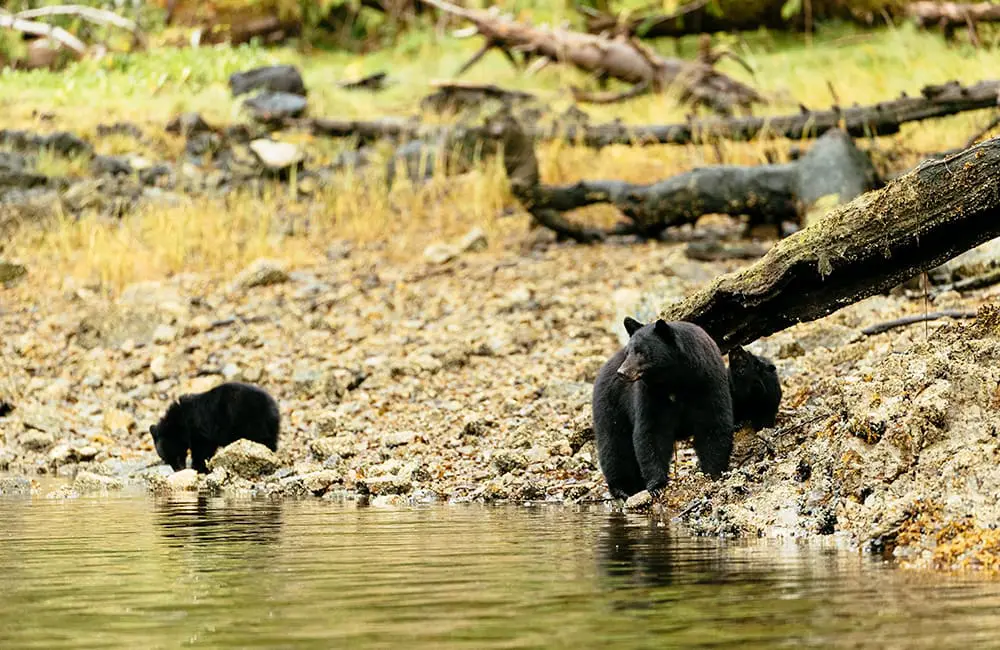 Fall for Canada in autumn: Open yourself up to culture, nature, culinary & more 5 Black bear with cubs in British Columbia.