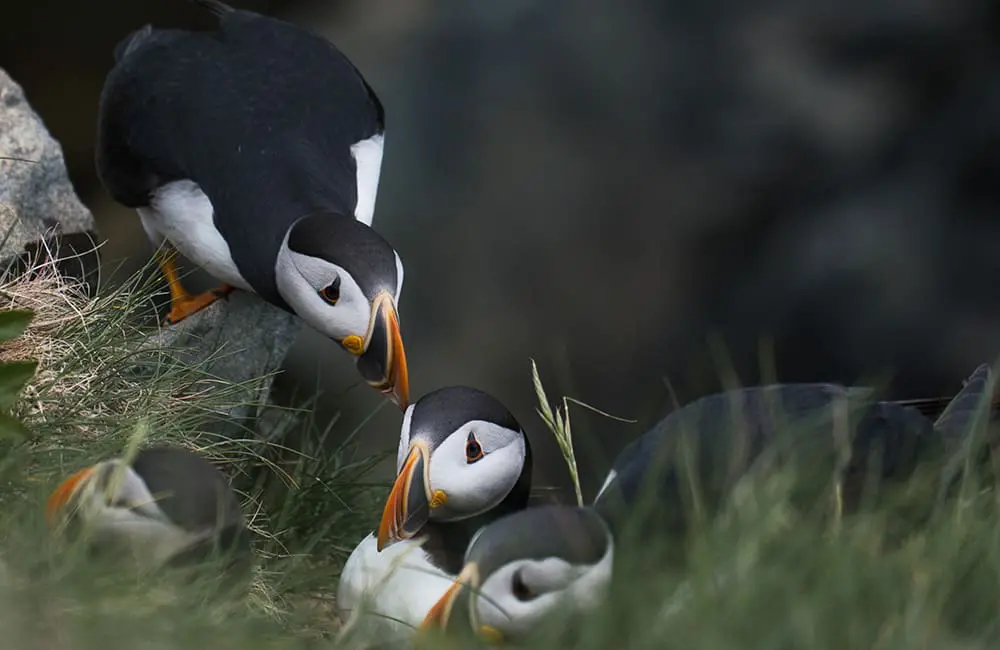 Fall for Canada in autumn: Open yourself up to culture, nature, culinary & more 4 Puffins at Bonavista Lighthouse in Newfoundland & Labrador, Canada in autumn.