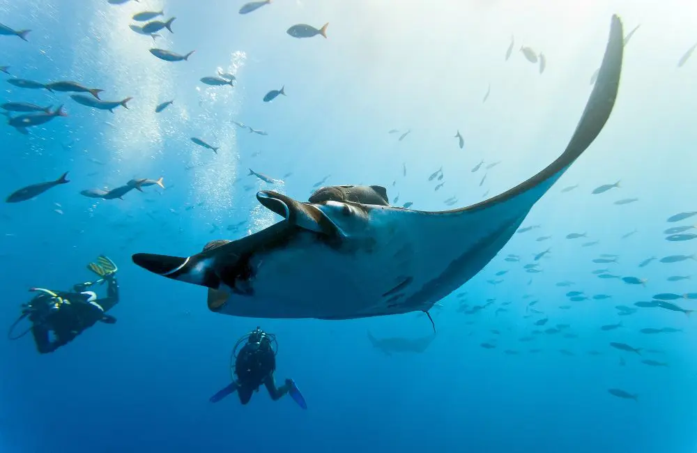 The Fijian private island resort where guests can help save the ocean 2 Manta swimming at Kokomo Private Island