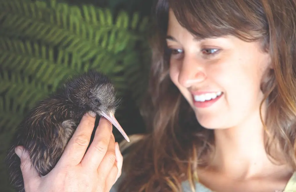 A&K celebrates 15 years of philanthropy efforts in New Zealand with birth of new chick