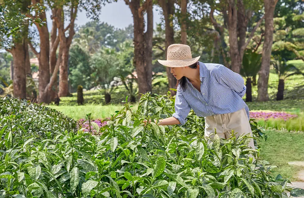 Culinary tourism: Luxury Group by Marriott International highlights 10 emerging destinations in new report 2 JW-Marriott-Jeju-Resort-and-Spa-Korea_Plant-garden_Luxury Group by Marriott International_1000x650