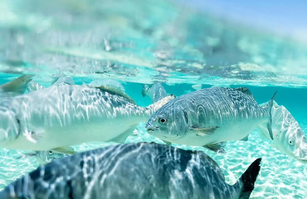 Capella Lodge: celebrating two decades as Lord Howe Island's premier luxury property 3 Marine life at Ned's Beach