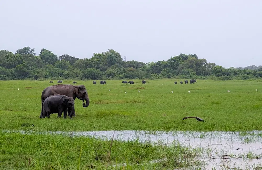 What happens on a famil: Bunnik Tours hosts Helloworld agents in Sri Lanka 4 Minneriya National Park | Image by Bunnik Tours fam participant Jemma-Rose Sullivan