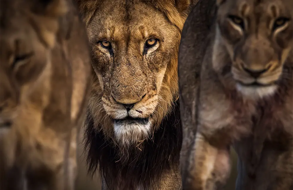 Interview: Singita photographer Ross Couper on the powerful role of storytelling 9 Singita-lion-close-up-by-Ross-Couper_1000x650